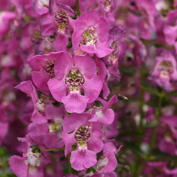 Archangel™ Pink Bloom