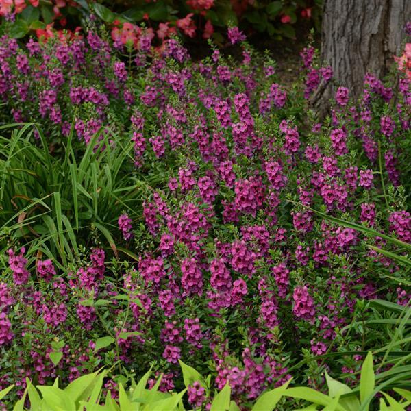Archangel™ Raspberry Landscape