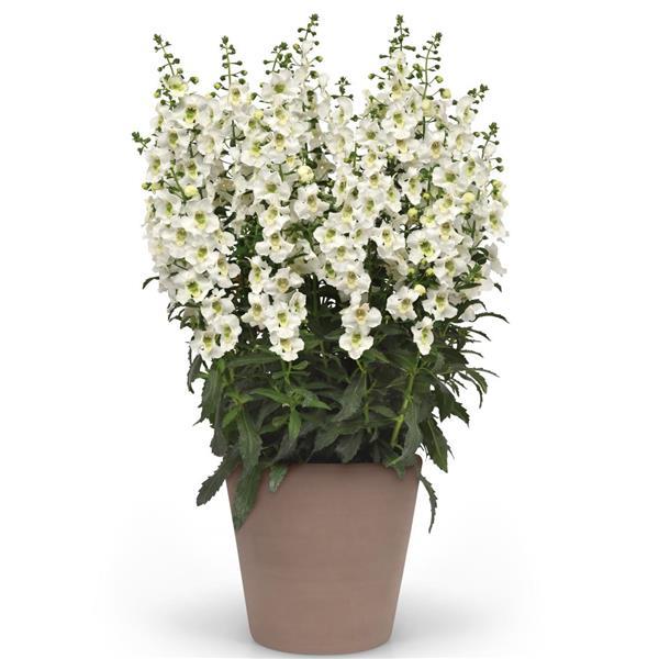 Archangel™ White Container