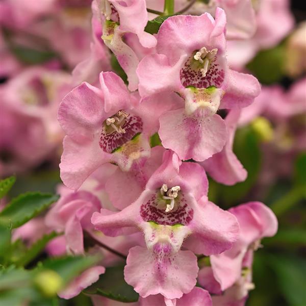 Archangel™ Light Pink Bloom