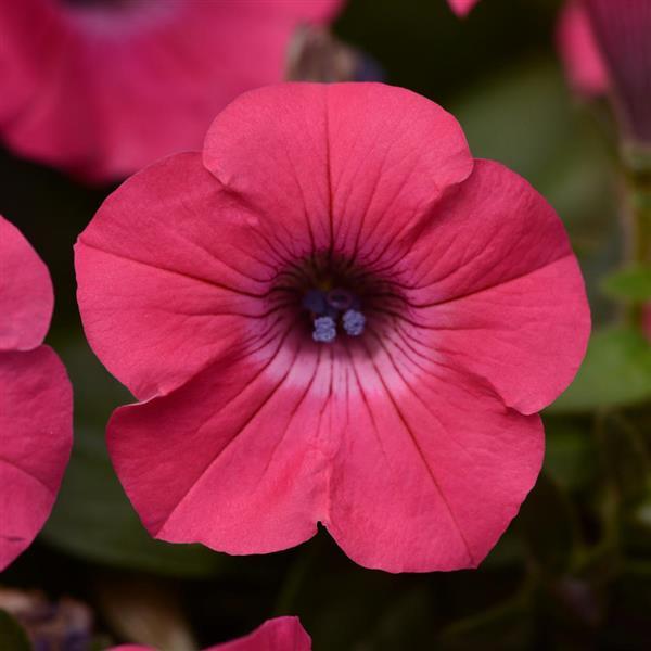 Tidal Wave<sup>®</sup> Hot Pink Bloom