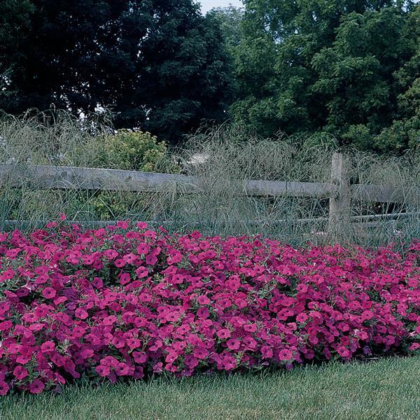 Tidal Wave<sup>®</sup> Hot Pink Commercial Landscape 2