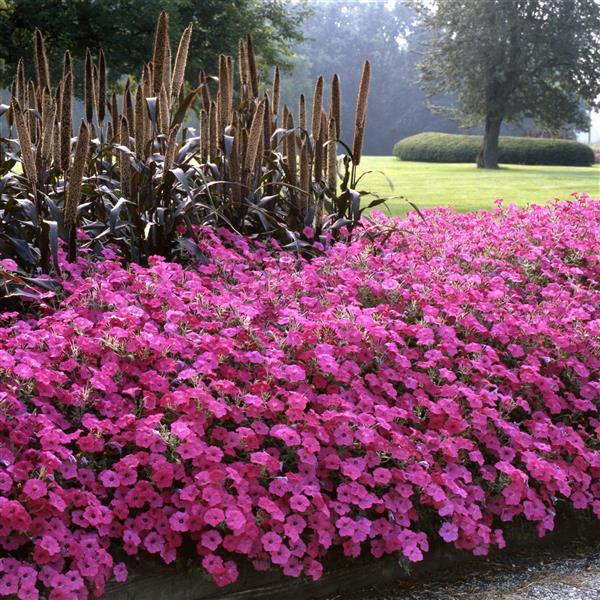 Tidal Wave<sup>®</sup> Hot Pink Commercial Landscape 4