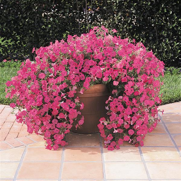 Tidal Wave<sup>®</sup> Hot Pink Container