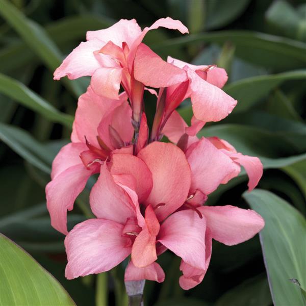 Cannova<sup>®</sup> Mango Bloom