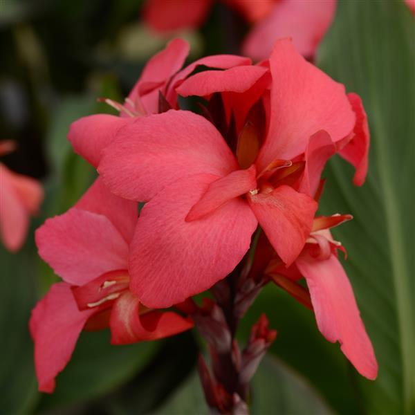 Cannova<sup>®</sup> Rose Bloom