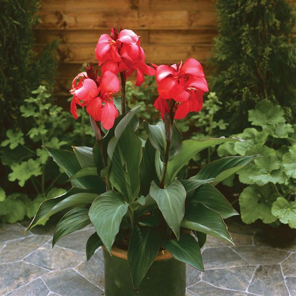 Cannova<sup>®</sup> Rose Container