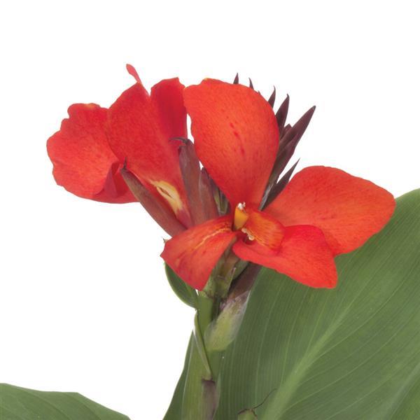 Cannova<sup>®</sup> Scarlet Bloom