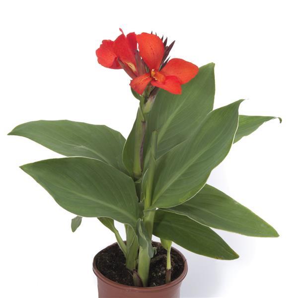 Cannova<sup>®</sup> Scarlet Container