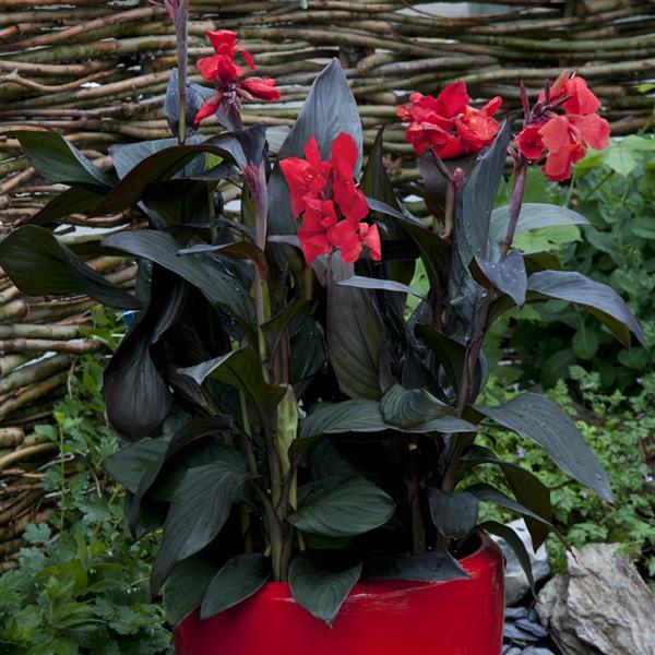 Cannova<sup>®</sup> Bronze Scarlet Container