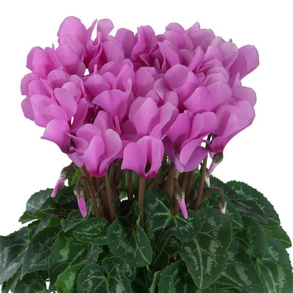 Metis® Lilac Cyclamen