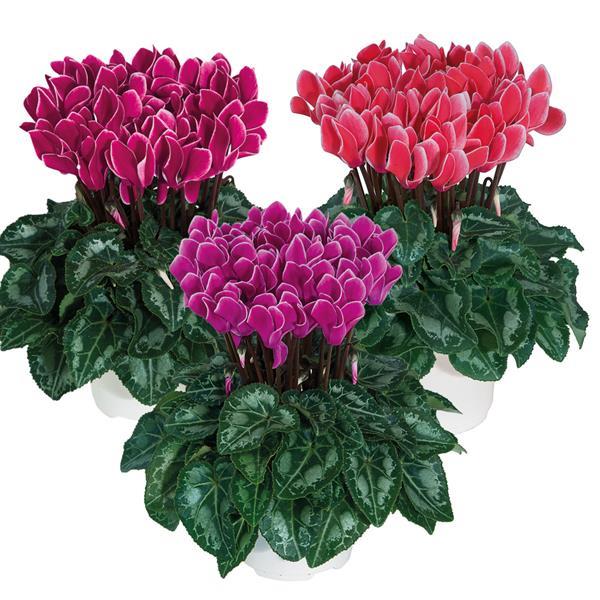 Metis® Edge Mix Cyclamen