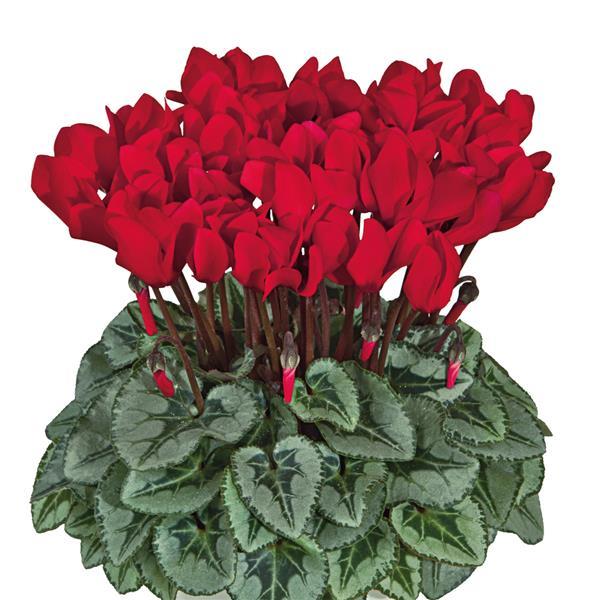 Metis® Scarlet Red Silverleaf Cyclamen
