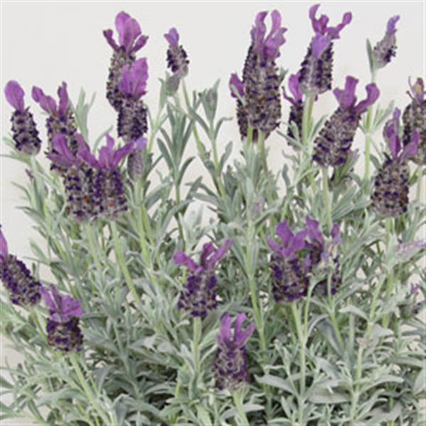 Anouk Silver Anouk Bloom