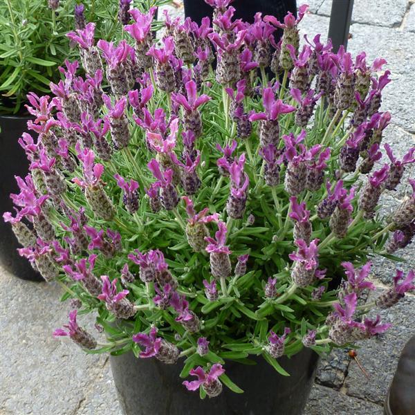 Anouk Deep Rose Container