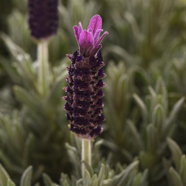 Anouk Purple Flare Bloom