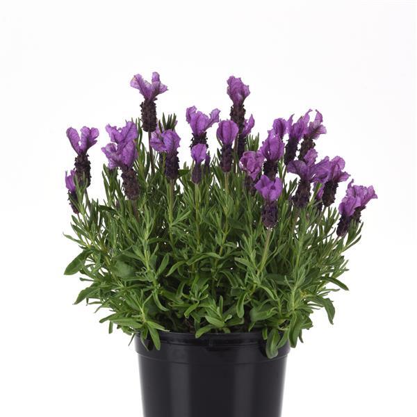 Anouk Royal Anouk Container