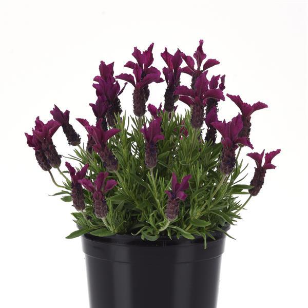 Anouk Burgundy Container