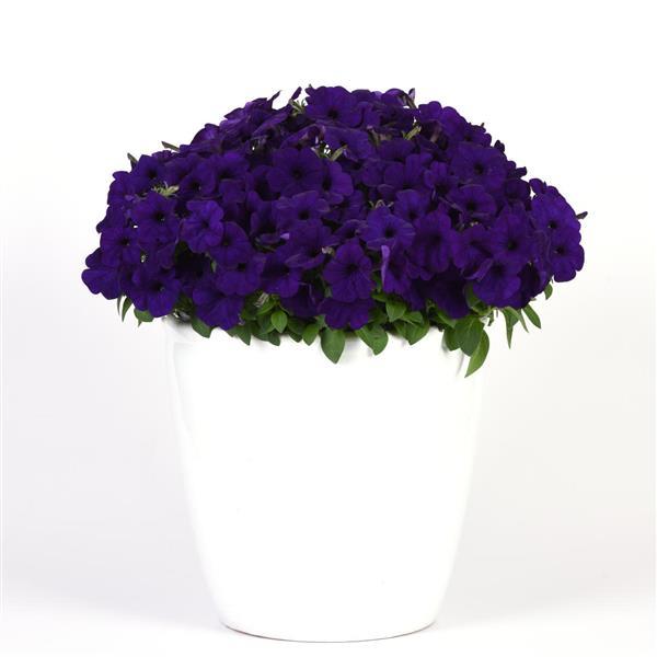 Headliner™ Blue Container