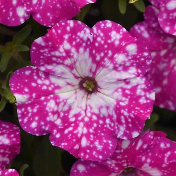 Headliner™ Pink Sky Bloom