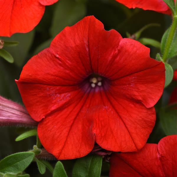 Headliner™ Red Bloom