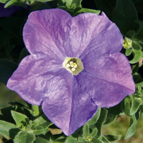 Headliner™ Sky Blue Bloom
