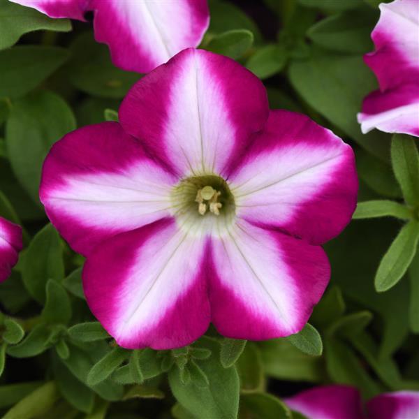 Headliner™ Raspberry Swirl Bloom