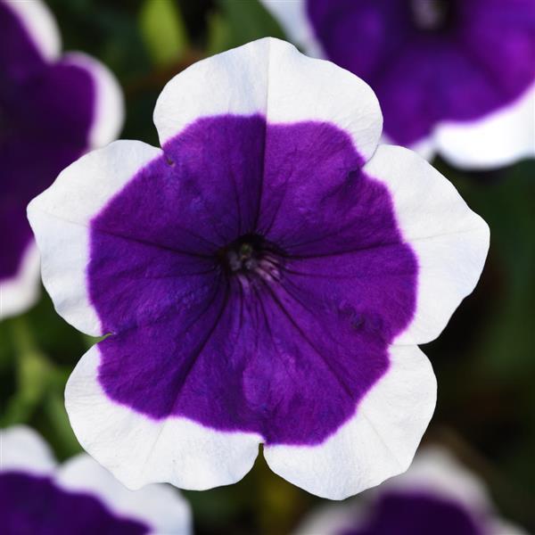 Headliner™ Dark Violet Picotee Bloom
