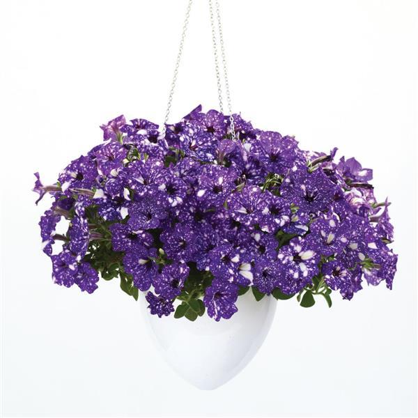 Headliner™ Night Sky<sup>®</sup> Basket
