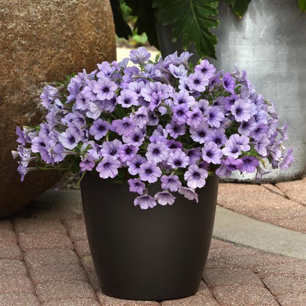 Headliner™ Crystal Sky Container