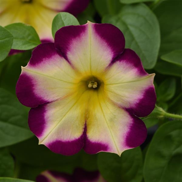 Headliner™ Banana Cherry Bloom