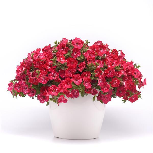 Headliner™ Strawberry Sky Container