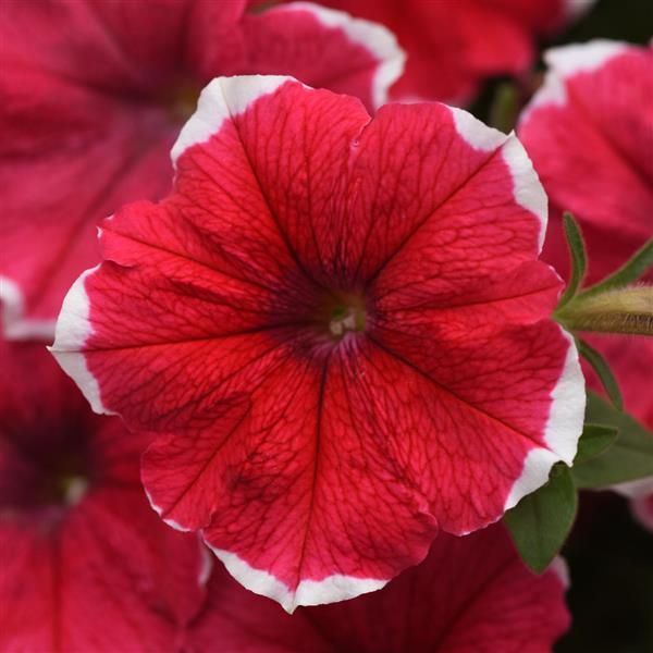 Headliner™ Strawberry Picotee Bloom