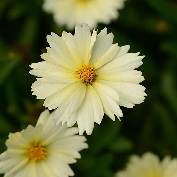 UpTick™ Cream Bloom