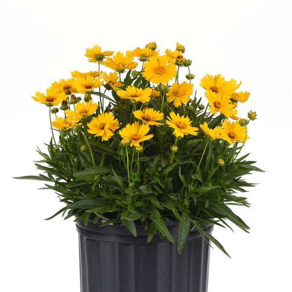 UpTick™ Gold Container