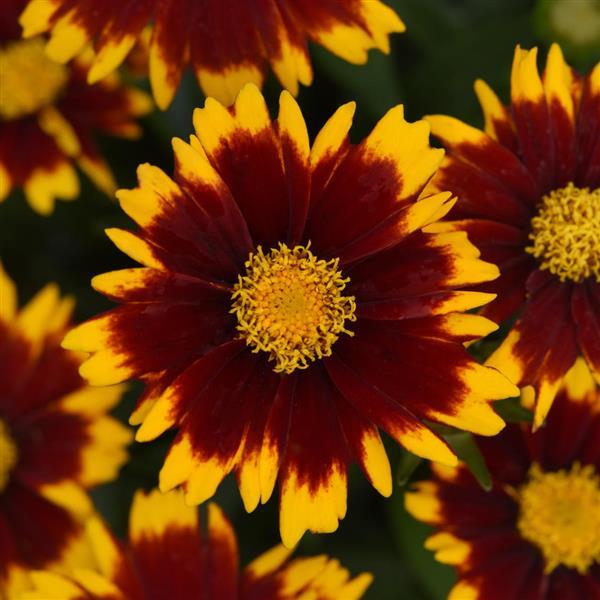 UpTick™ Red Bloom