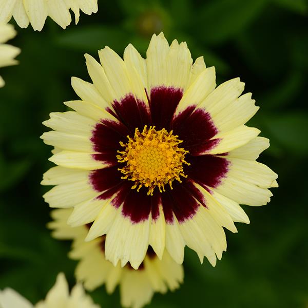 UpTick™ Cream & Red Bloom