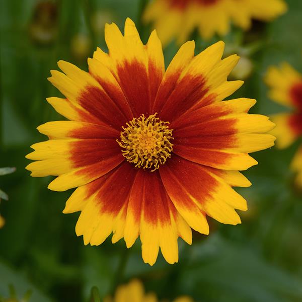 UpTick™ Gold & Bronze Bloom
