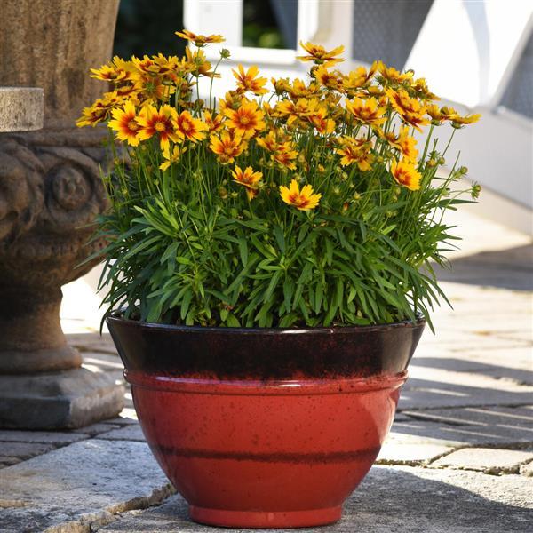 UpTick™ Gold & Bronze Container