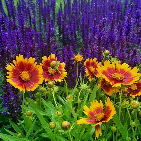UpTick™ Gold & Bronze Garden