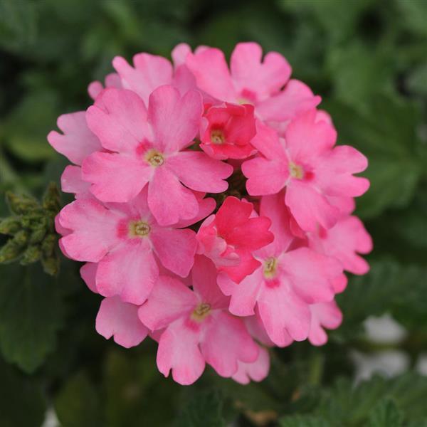 Lascar™ Pink Bloom