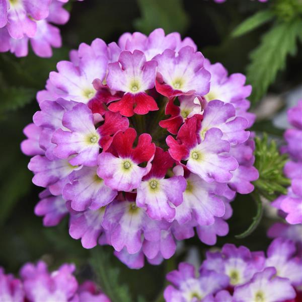 Lascar™ Purple+White Bloom