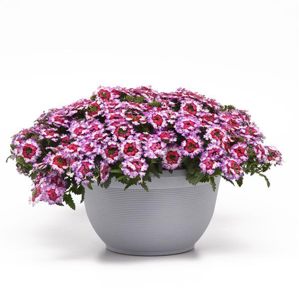 Lascar™ Purple+White Container