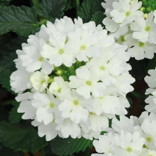 Lascar™ White Bloom