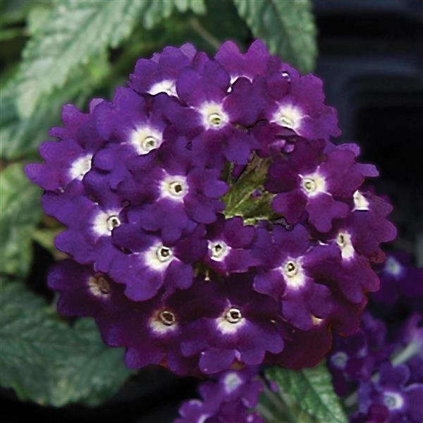 Lascar™ Dark Violet Bloom