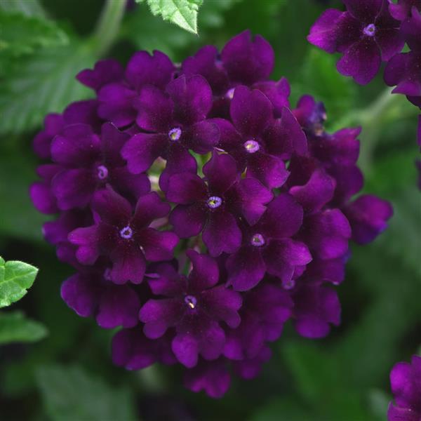 Lascar™ Black Velvet Bloom