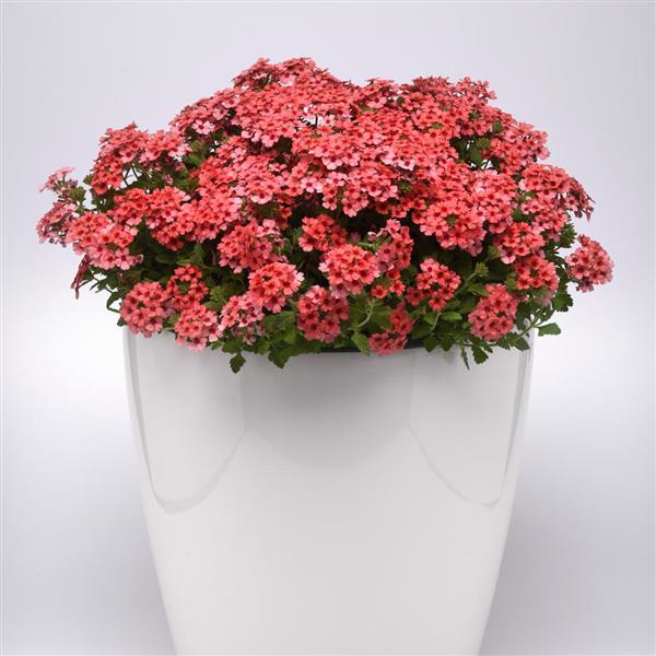 Lascar™ Mango Orange Container
