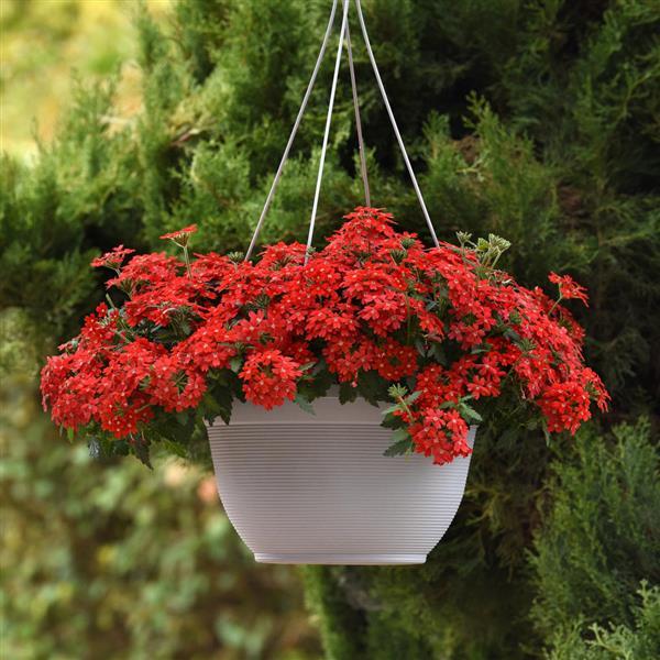 Lascar™ Orange Lava Basket