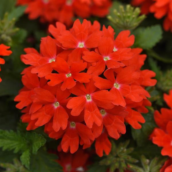 Lascar™ Orange Lava Bloom