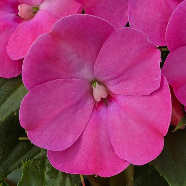 SunPatiens<sup>®</sup> Compact Lilac Bloom